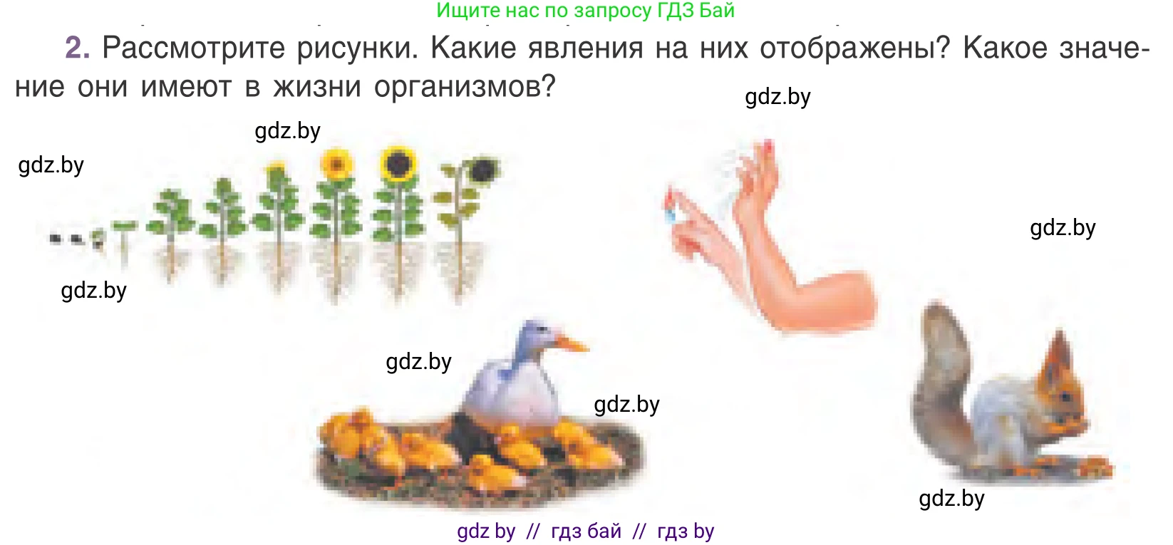 Биология, 6 класс Учебник, автор: Лисов Николай Дмитриевич, издательство Народная асвета, Минск, 2021, зелёного цвета, страница 14, номер 2, Условие