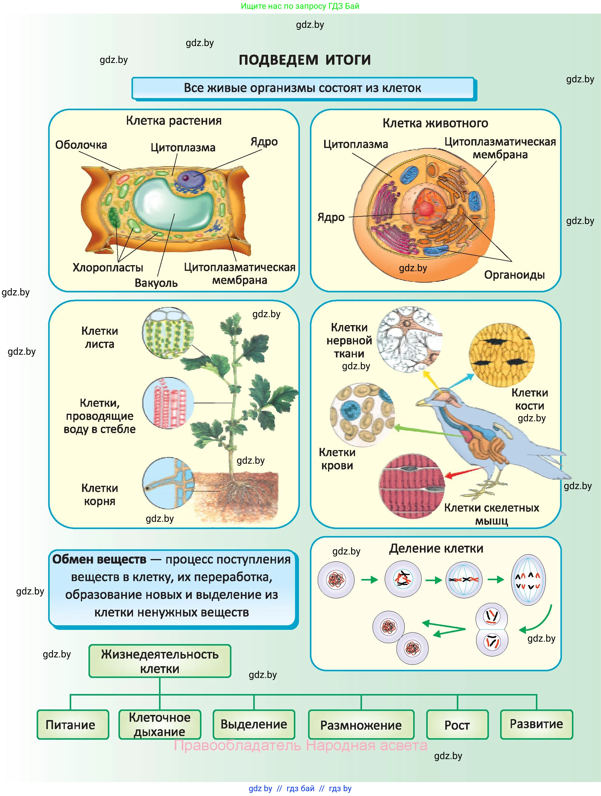 Биология, 6 класс Учебник, автор: Лисов Николай Дмитриевич, издательство Народная асвета, Минск, 2021, зелёного цвета, страница 35