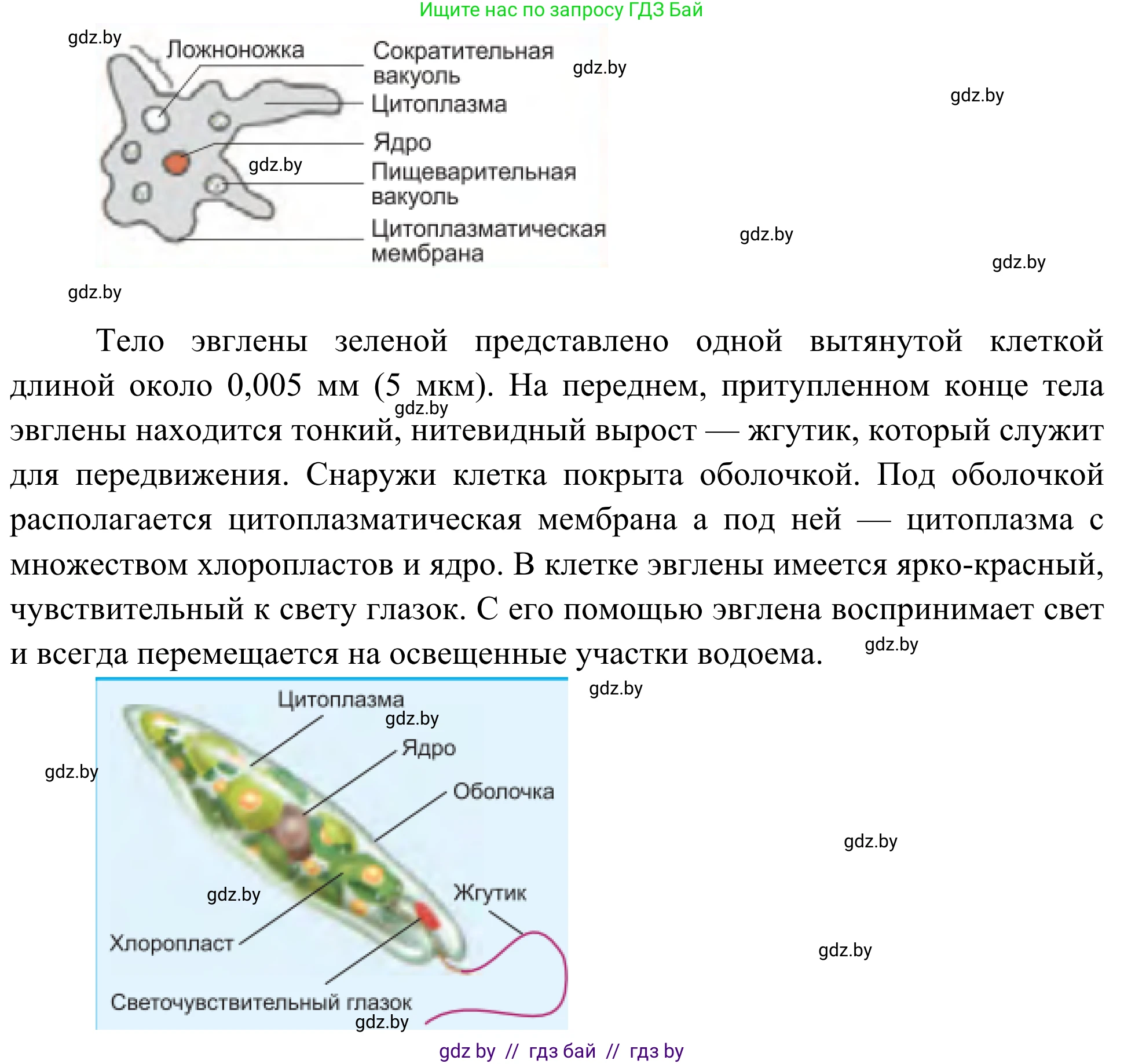 Биология, 6 класс Учебник, автор: Лисов Николай Дмитриевич, издательство Народная асвета, Минск, 2021, зелёного цвета, страница 48, номер 4, Решение (продолжение 2)