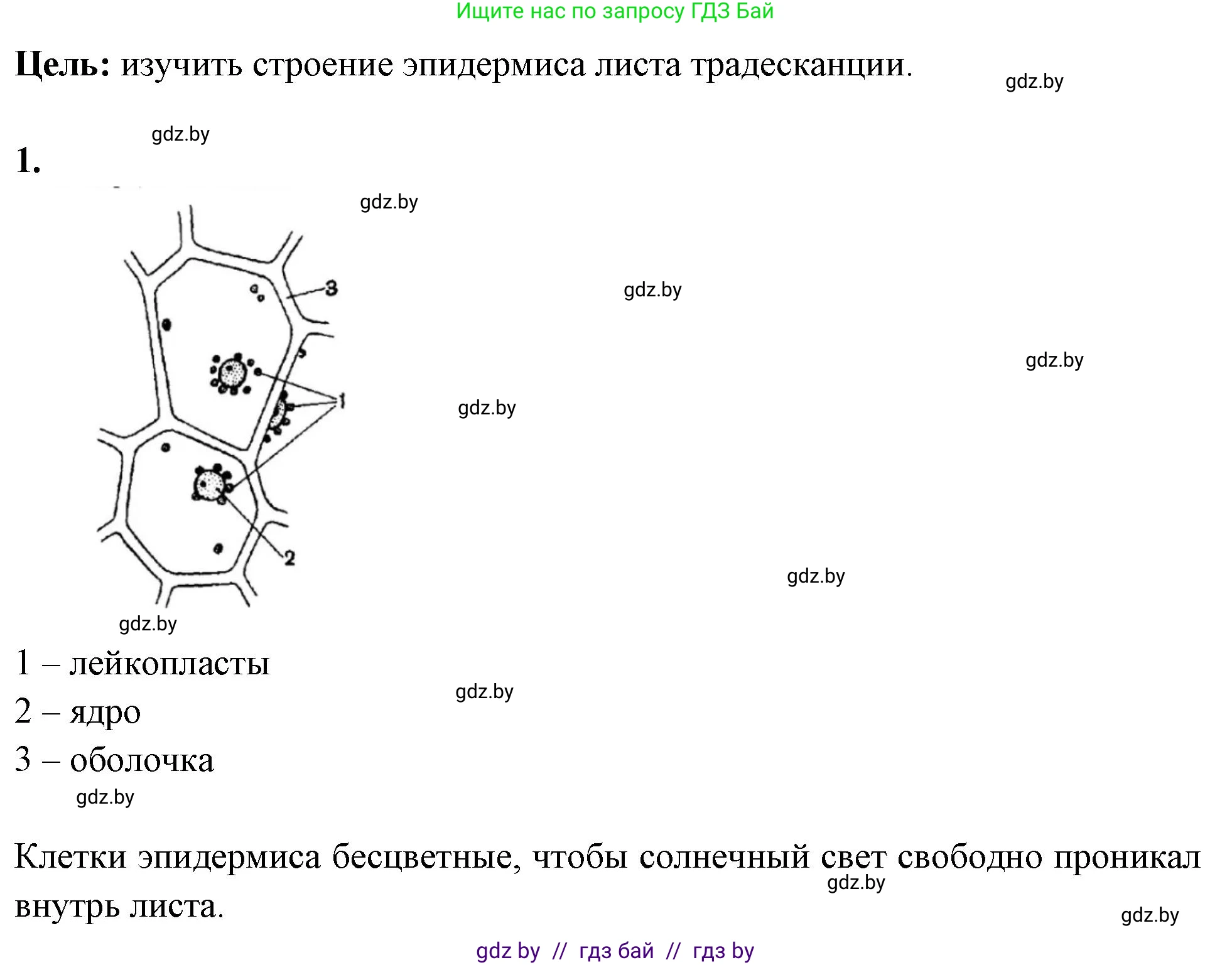 Биология, 10 класс Тетрадь для лабораторных и практических работ, автор: Хруцкая Тамара Викторовна, издательство Аверсэв, Минск, 2020, зелёного цвета, страница 5, номер 1, Решение