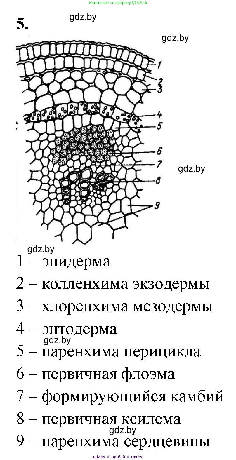 Биология, 10 класс Тетрадь для лабораторных и практических работ, автор: Хруцкая Тамара Викторовна, издательство Аверсэв, Минск, 2020, зелёного цвета, страница 23, номер 5, Решение