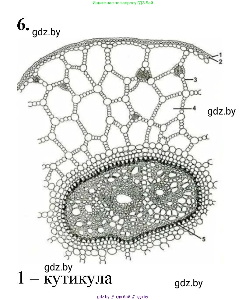 Биология, 10 класс Тетрадь для лабораторных и практических работ, автор: Хруцкая Тамара Викторовна, издательство Аверсэв, Минск, 2020, зелёного цвета, страница 23, номер 6, Решение