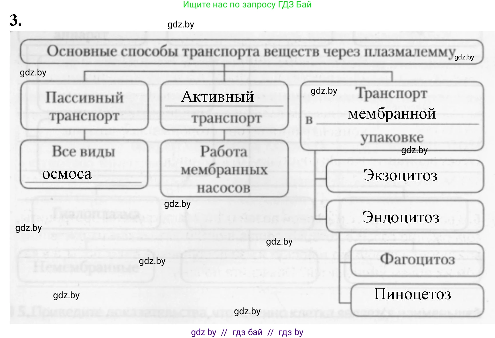 Биология, 11 класс рабочая тетрадь, авторы: Дашков Максим Леонидович, Головач Алексей Михайлович, издательство Аверсэв, Минск, 2021, жёлтого цвета, страница 26, номер 3, Решение