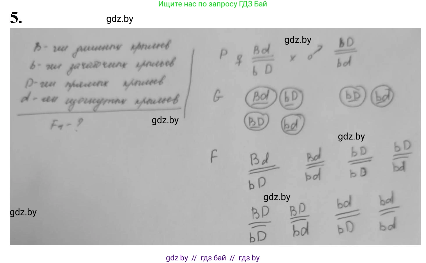 Биология, 11 класс рабочая тетрадь, авторы: Дашков Максим Леонидович, Головач Алексей Михайлович, издательство Аверсэв, Минск, 2021, жёлтого цвета, страница 81, номер 5, Решение