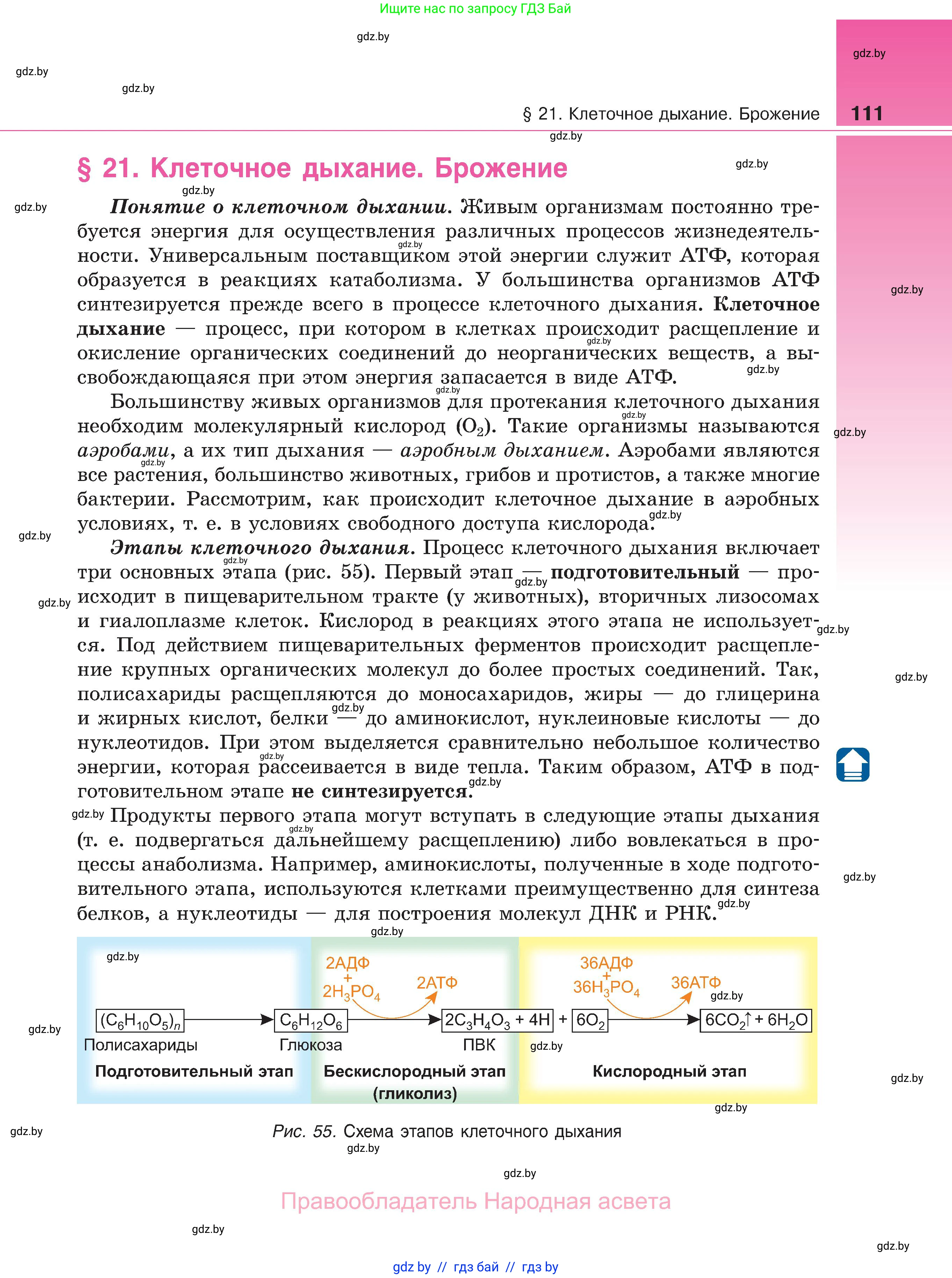 Биология, 11 класс Учебник, авторы: Дашков Максим Леонидович, Песнякевич Александр Георгиевич, Головач Алексей Михайлович, издательство Народная асвета, Минск, 2021, голубого цвета, страница 111