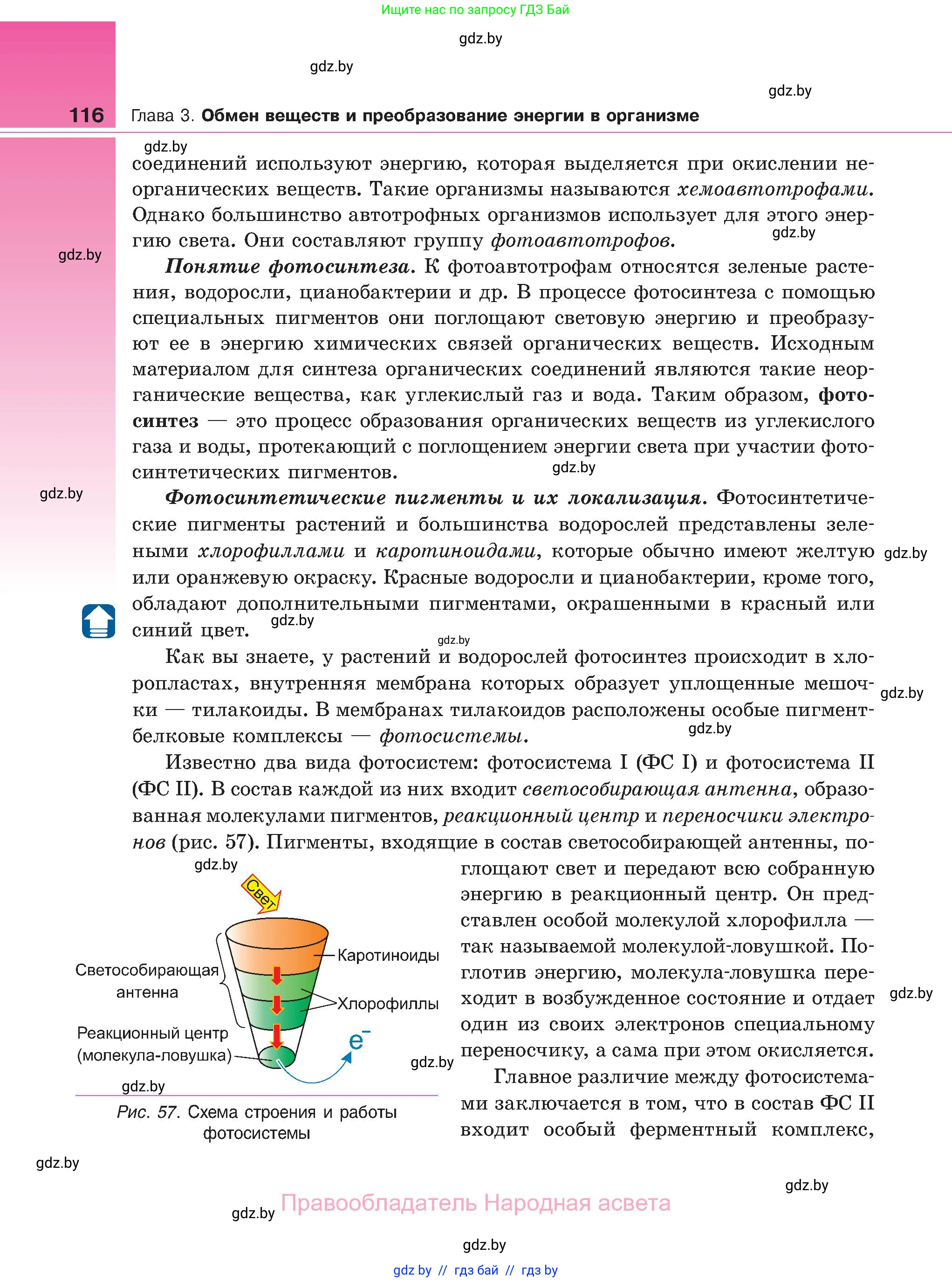 Биология, 11 класс Учебник, авторы: Дашков Максим Леонидович, Песнякевич Александр Георгиевич, Головач Алексей Михайлович, издательство Народная асвета, Минск, 2021, голубого цвета, страница 116