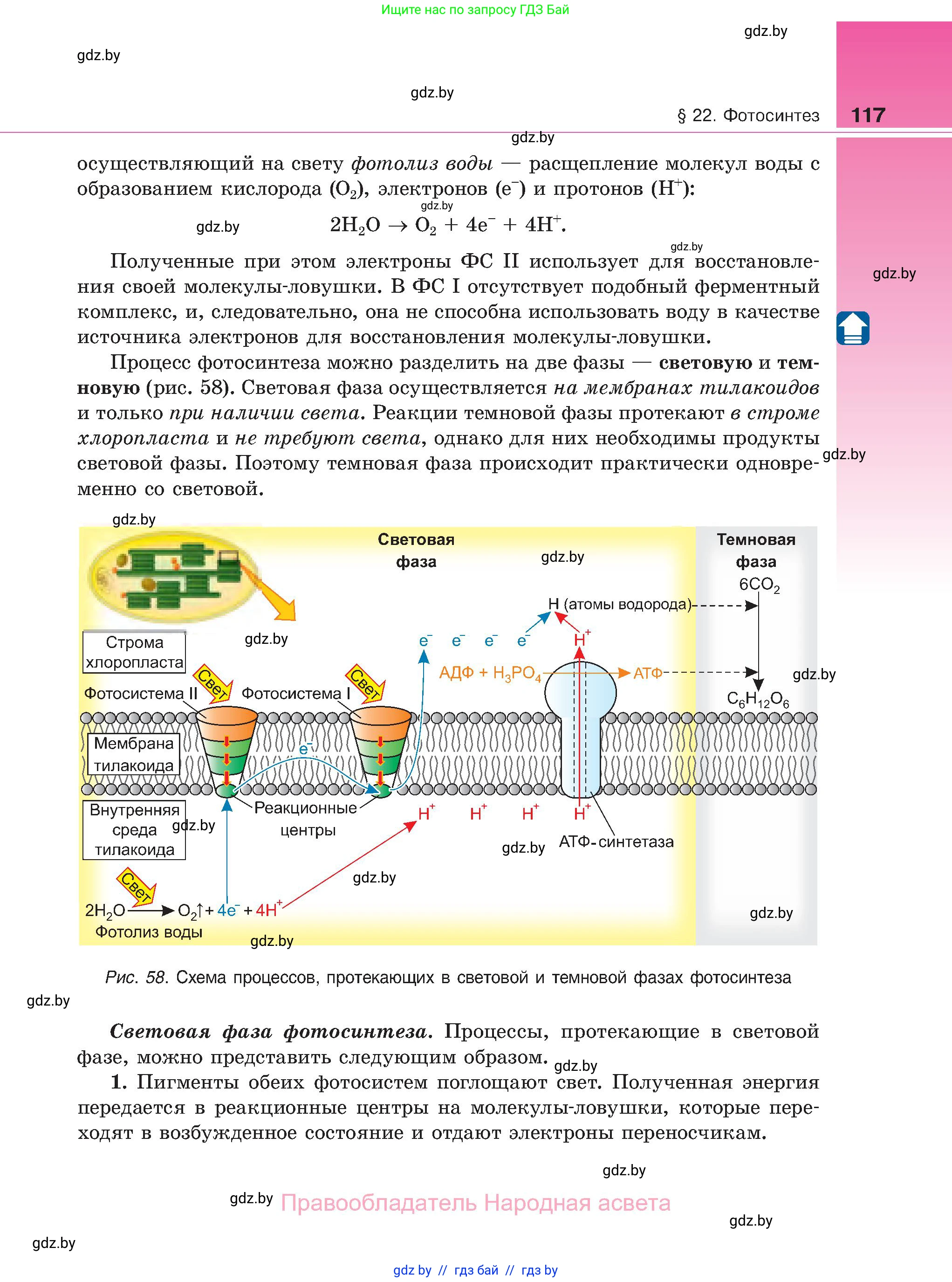 Биология, 11 класс Учебник, авторы: Дашков Максим Леонидович, Песнякевич Александр Георгиевич, Головач Алексей Михайлович, издательство Народная асвета, Минск, 2021, голубого цвета, страница 117