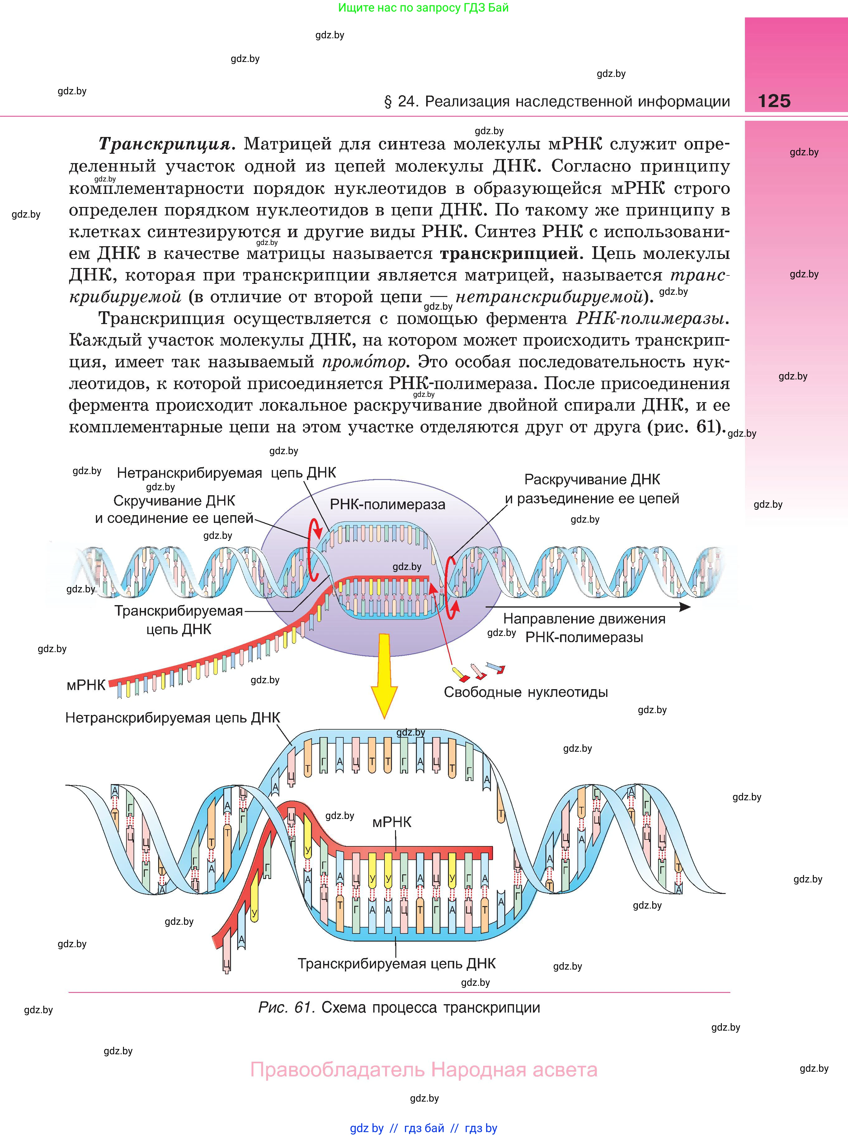 Биология, 11 класс Учебник, авторы: Дашков Максим Леонидович, Песнякевич Александр Георгиевич, Головач Алексей Михайлович, издательство Народная асвета, Минск, 2021, голубого цвета, страница 125