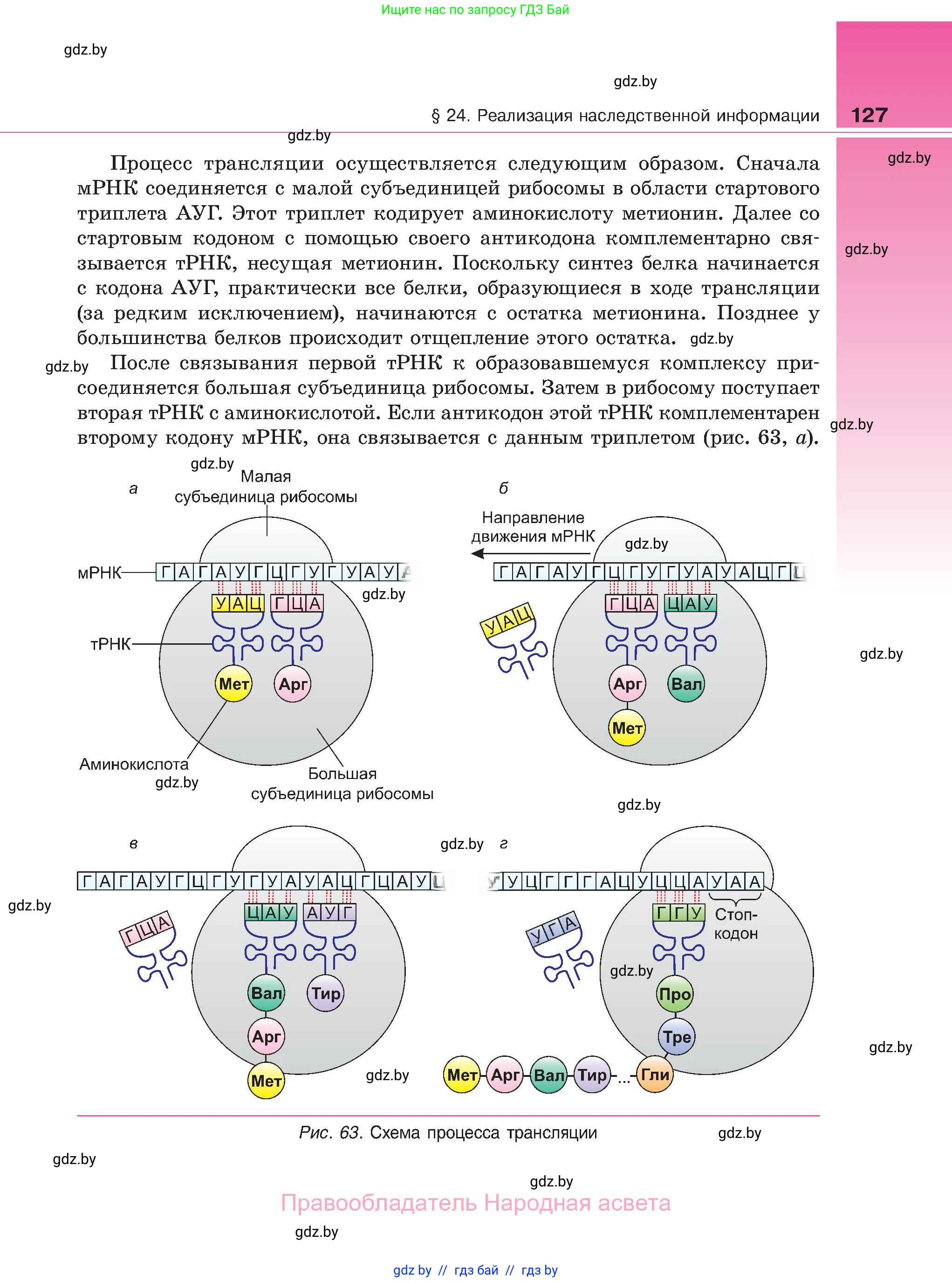 Биология, 11 класс Учебник, авторы: Дашков Максим Леонидович, Песнякевич Александр Георгиевич, Головач Алексей Михайлович, издательство Народная асвета, Минск, 2021, голубого цвета, страница 127