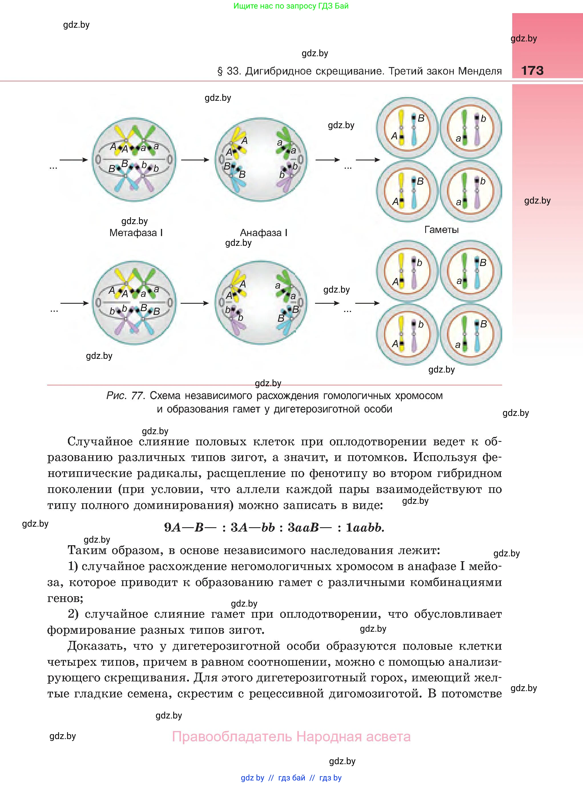 Биология, 11 класс Учебник, авторы: Дашков Максим Леонидович, Песнякевич Александр Георгиевич, Головач Алексей Михайлович, издательство Народная асвета, Минск, 2021, голубого цвета, страница 173