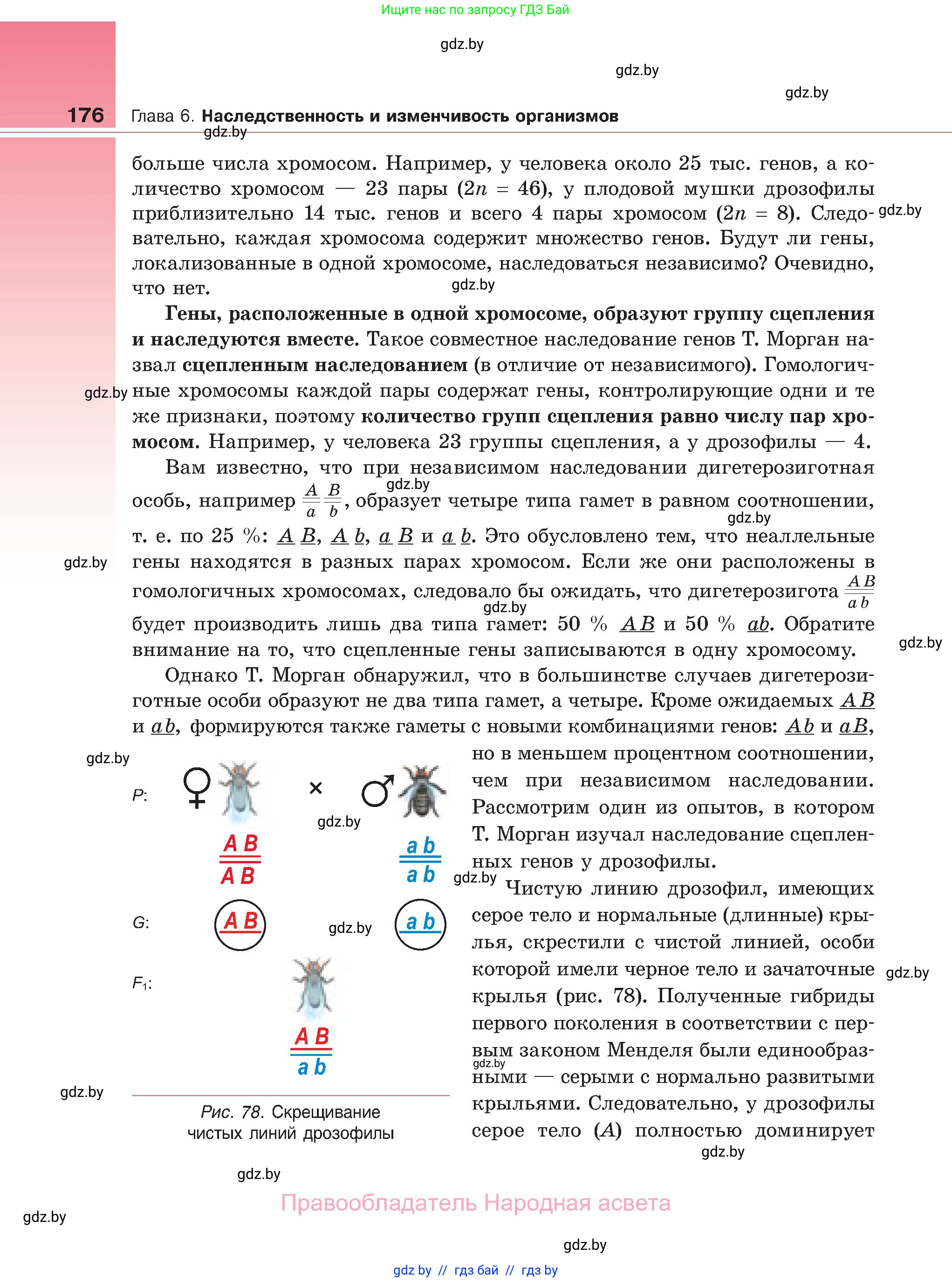 Биология, 11 класс Учебник, авторы: Дашков Максим Леонидович, Песнякевич Александр Георгиевич, Головач Алексей Михайлович, издательство Народная асвета, Минск, 2021, голубого цвета, страница 176