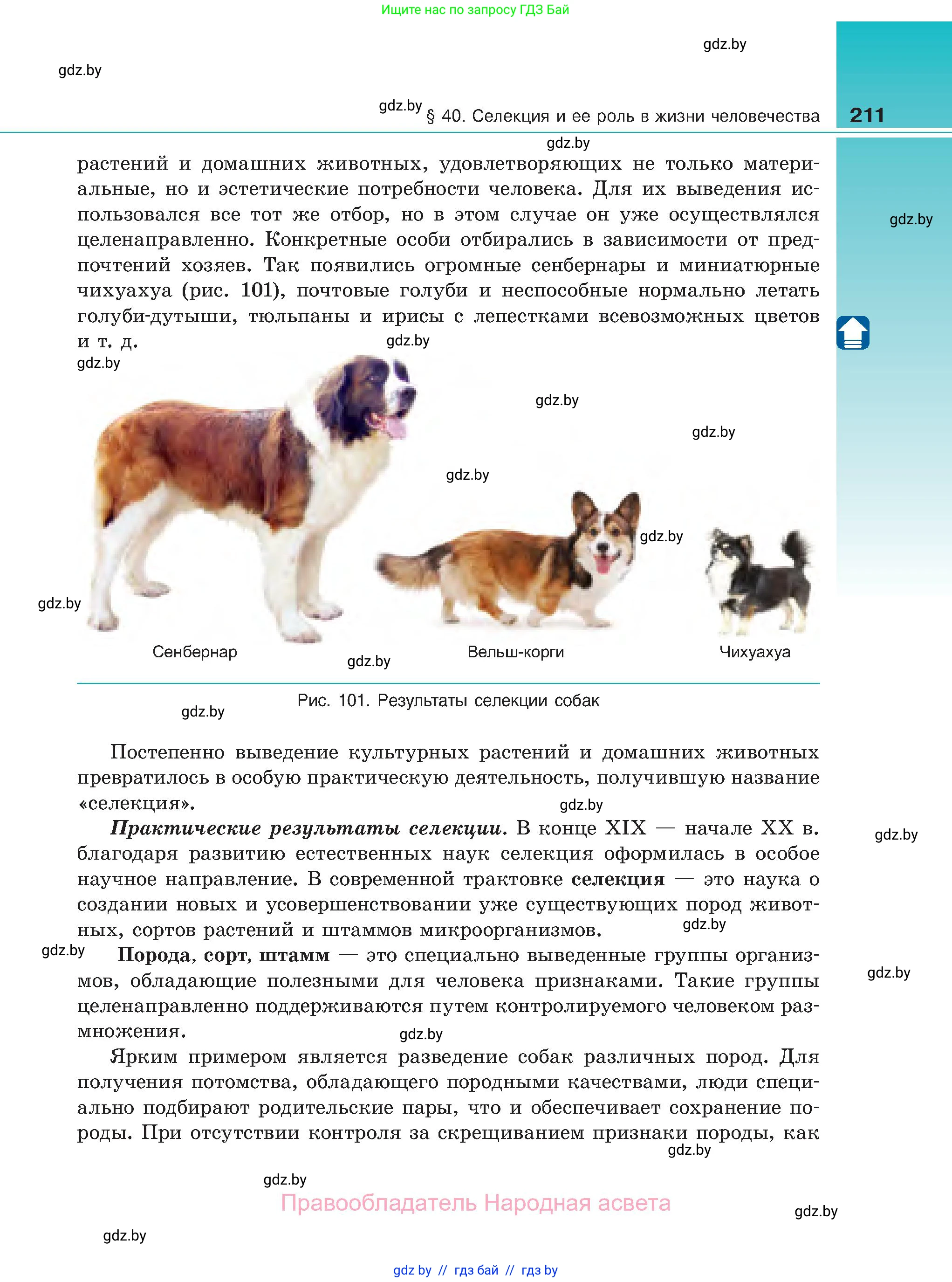 Биология, 11 класс Учебник, авторы: Дашков Максим Леонидович, Песнякевич Александр Георгиевич, Головач Алексей Михайлович, издательство Народная асвета, Минск, 2021, голубого цвета, страница 211