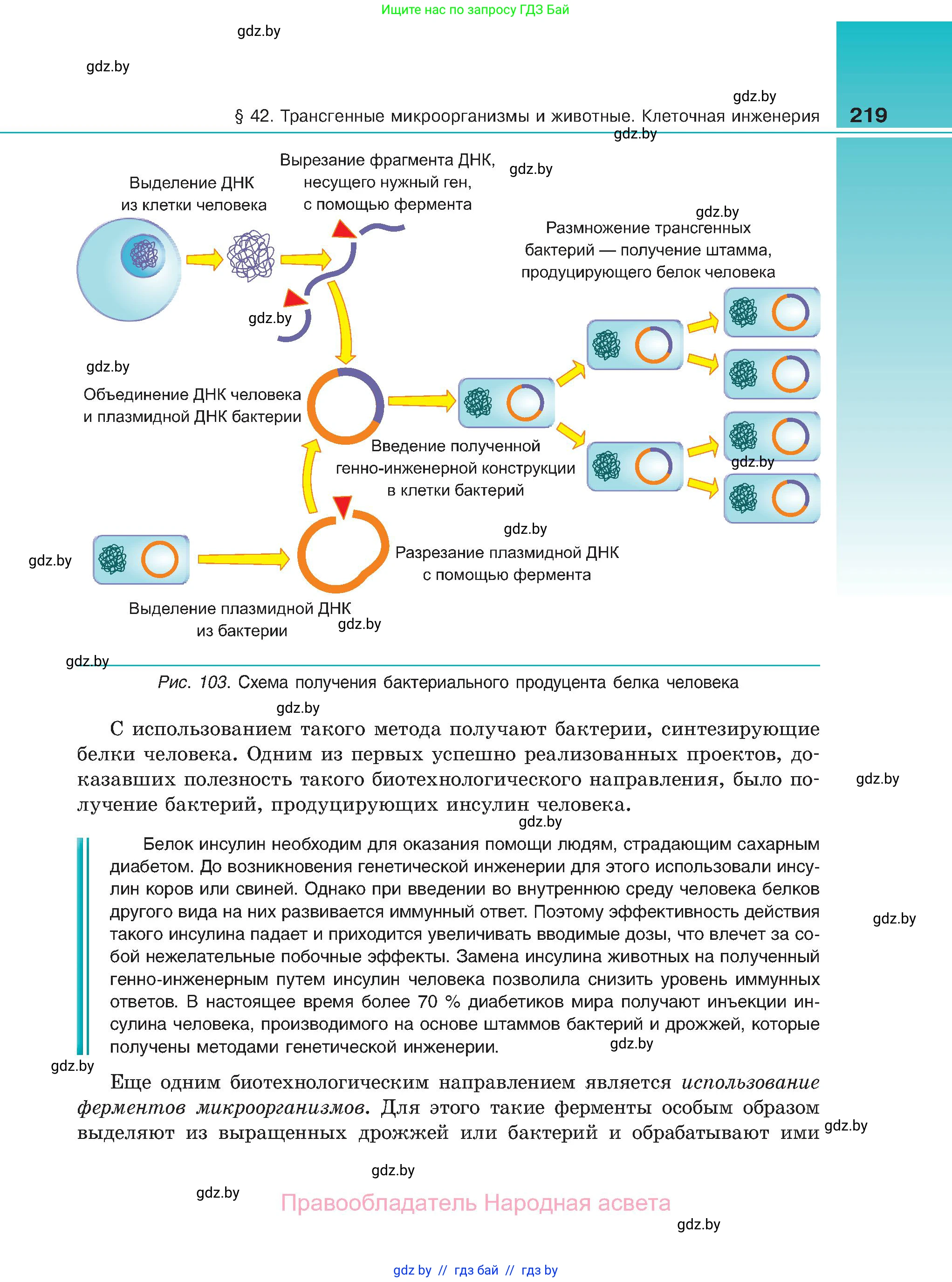 Биология, 11 класс Учебник, авторы: Дашков Максим Леонидович, Песнякевич Александр Георгиевич, Головач Алексей Михайлович, издательство Народная асвета, Минск, 2021, голубого цвета, страница 219
