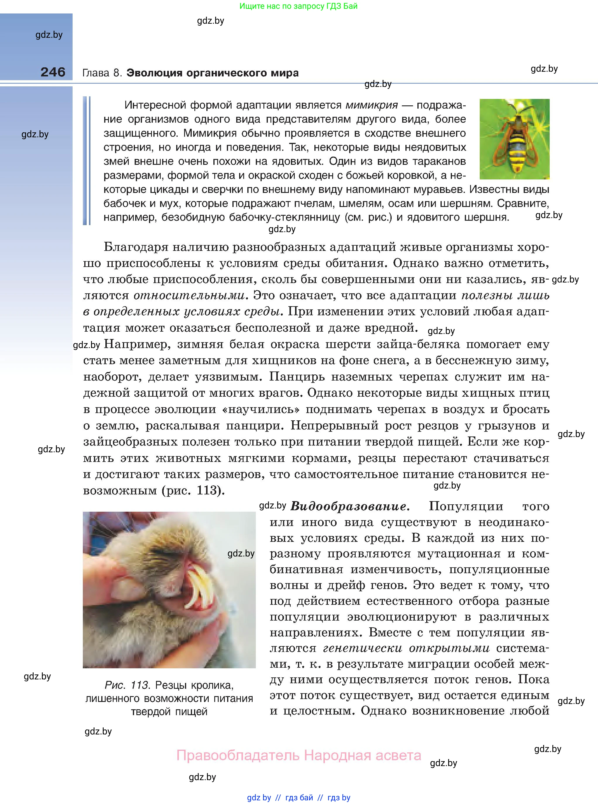 Биология, 11 класс Учебник, авторы: Дашков Максим Леонидович, Песнякевич Александр Георгиевич, Головач Алексей Михайлович, издательство Народная асвета, Минск, 2021, голубого цвета, страница 246