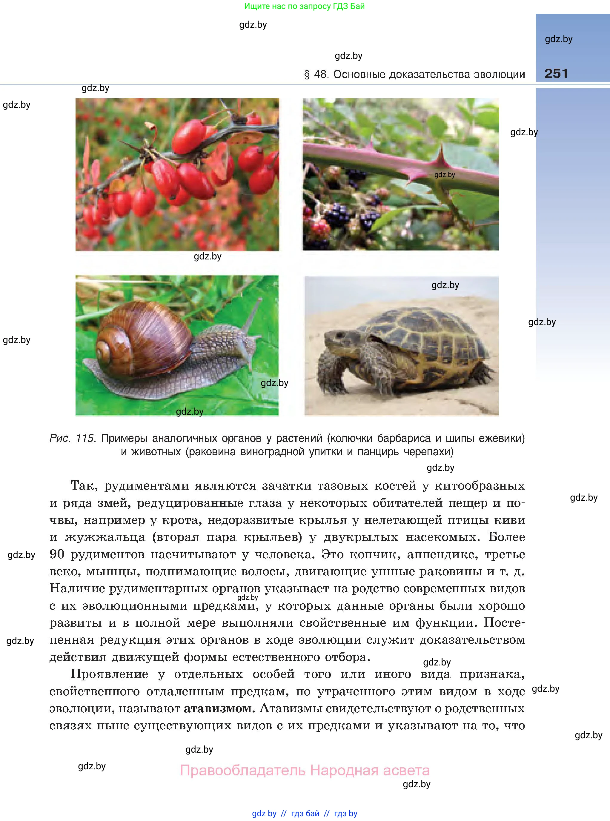 Биология, 11 класс Учебник, авторы: Дашков Максим Леонидович, Песнякевич Александр Георгиевич, Головач Алексей Михайлович, издательство Народная асвета, Минск, 2021, голубого цвета, страница 251