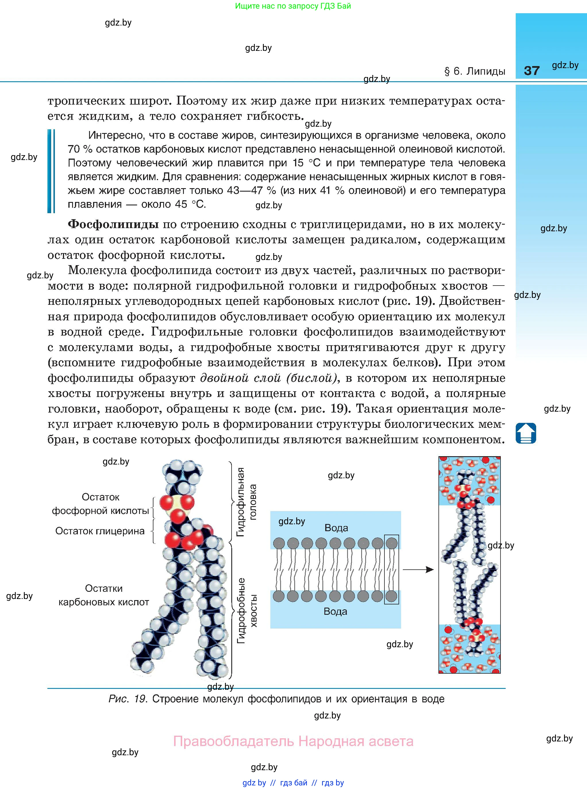Биология, 11 класс Учебник, авторы: Дашков Максим Леонидович, Песнякевич Александр Георгиевич, Головач Алексей Михайлович, издательство Народная асвета, Минск, 2021, голубого цвета, страница 37