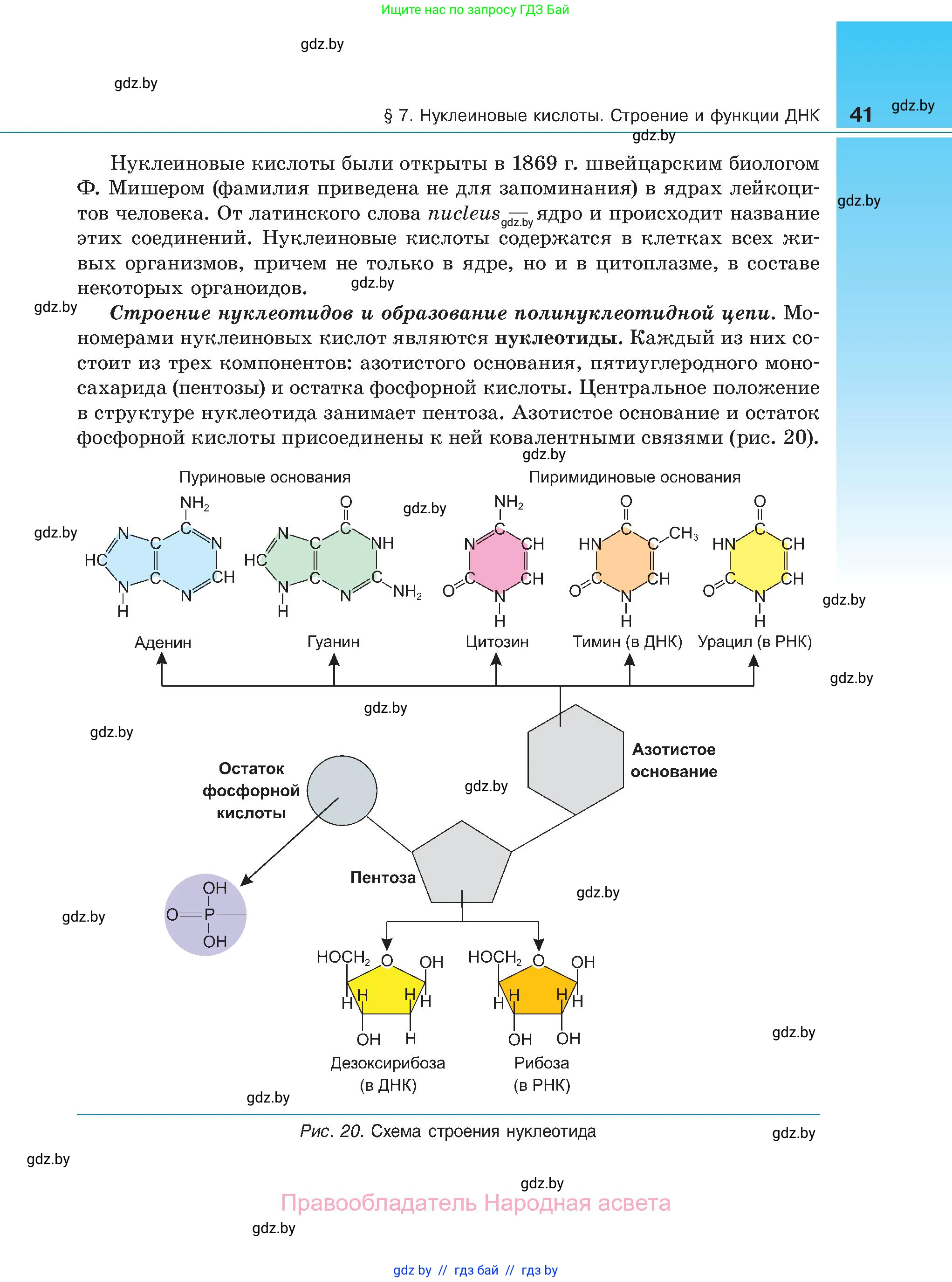 Биология, 11 класс Учебник, авторы: Дашков Максим Леонидович, Песнякевич Александр Георгиевич, Головач Алексей Михайлович, издательство Народная асвета, Минск, 2021, голубого цвета, страница 41