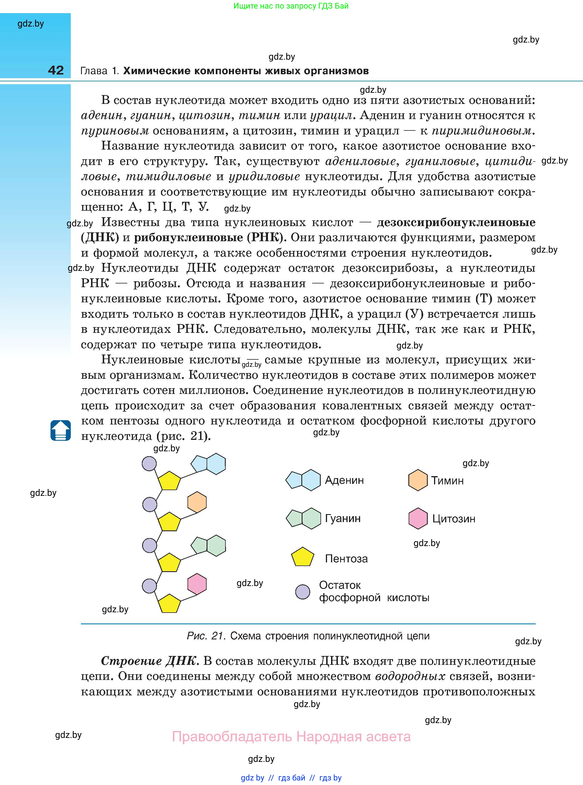 Биология, 11 класс Учебник, авторы: Дашков Максим Леонидович, Песнякевич Александр Георгиевич, Головач Алексей Михайлович, издательство Народная асвета, Минск, 2021, голубого цвета, страница 42