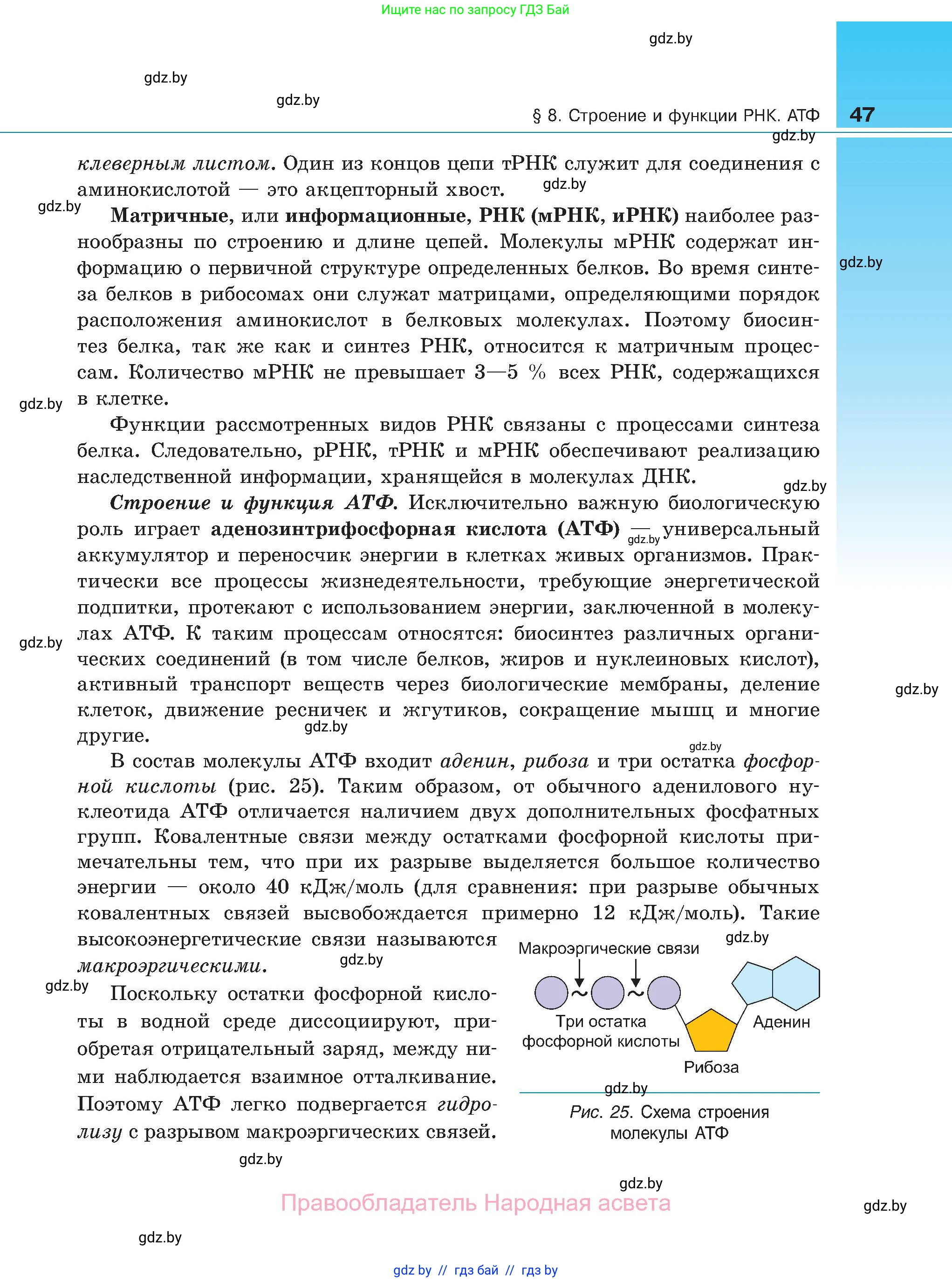 Биология, 11 класс Учебник, авторы: Дашков Максим Леонидович, Песнякевич Александр Георгиевич, Головач Алексей Михайлович, издательство Народная асвета, Минск, 2021, голубого цвета, страница 47