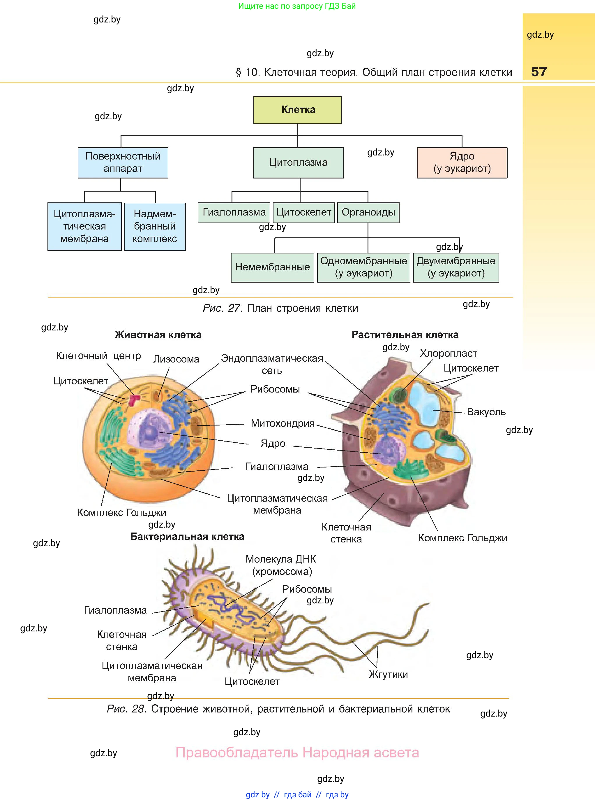 Биология, 11 класс Учебник, авторы: Дашков Максим Леонидович, Песнякевич Александр Георгиевич, Головач Алексей Михайлович, издательство Народная асвета, Минск, 2021, голубого цвета, страница 57