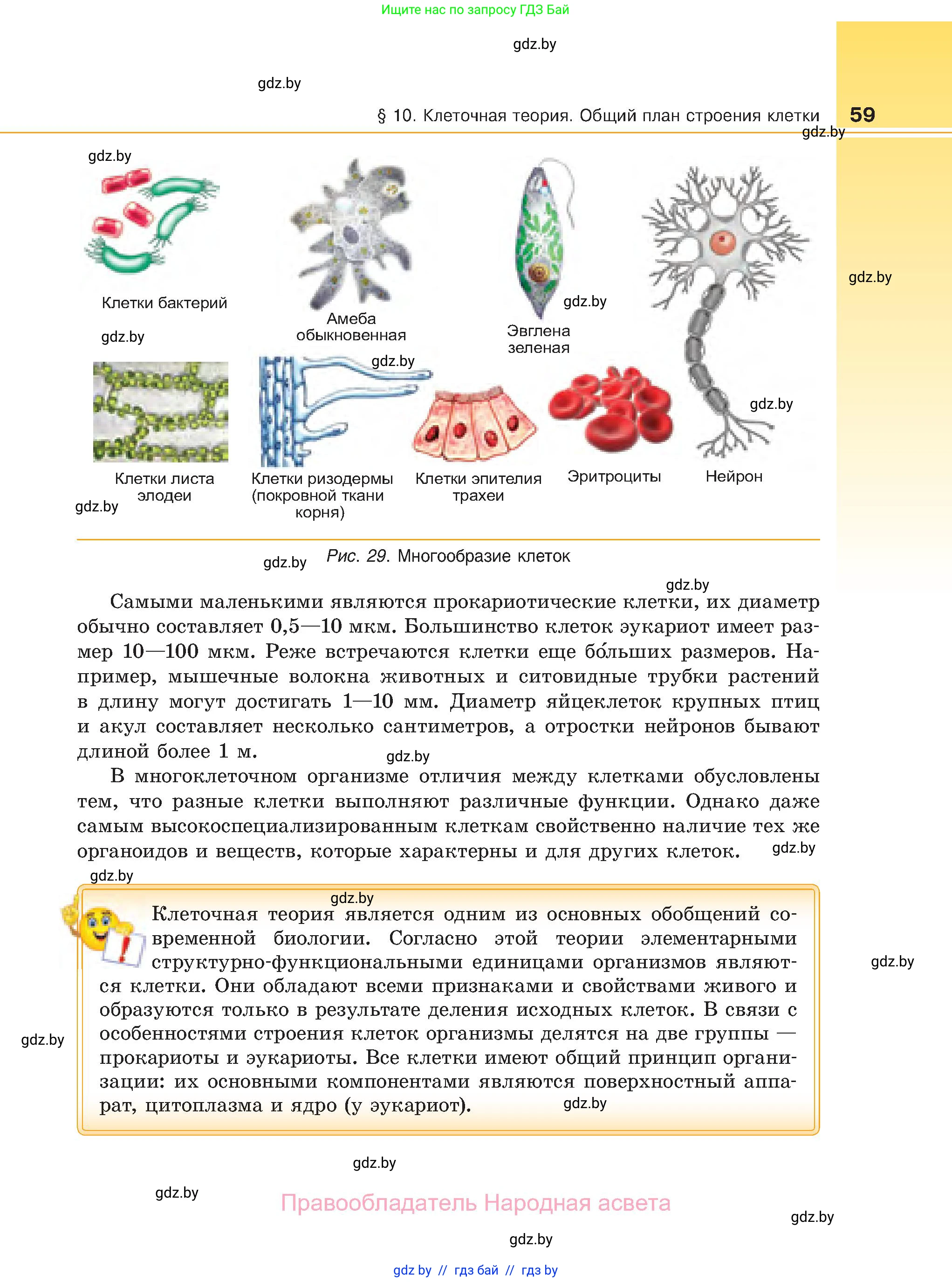 Биология, 11 класс Учебник, авторы: Дашков Максим Леонидович, Песнякевич Александр Георгиевич, Головач Алексей Михайлович, издательство Народная асвета, Минск, 2021, голубого цвета, страница 59