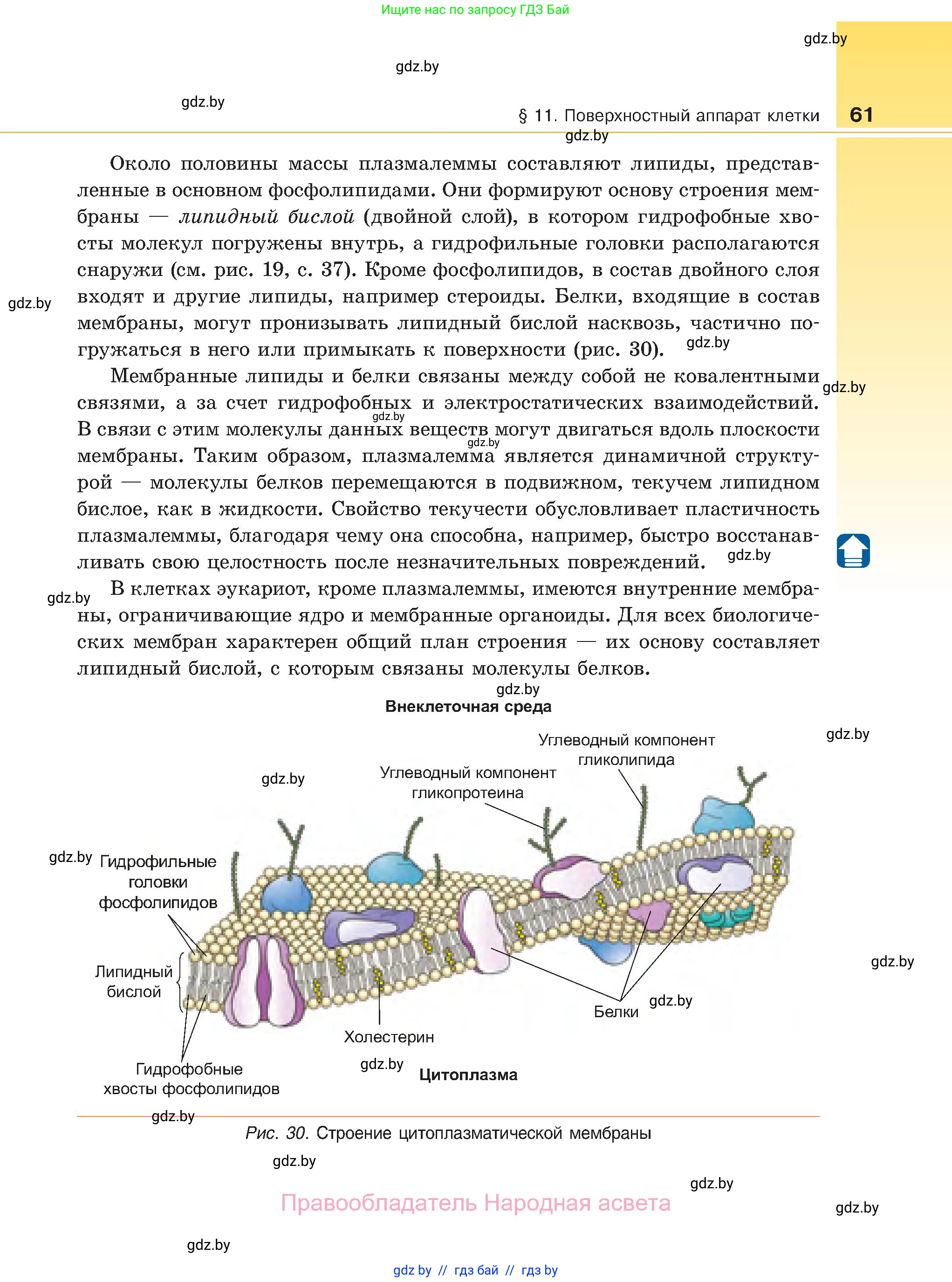 Биология, 11 класс Учебник, авторы: Дашков Максим Леонидович, Песнякевич Александр Георгиевич, Головач Алексей Михайлович, издательство Народная асвета, Минск, 2021, голубого цвета, страница 61