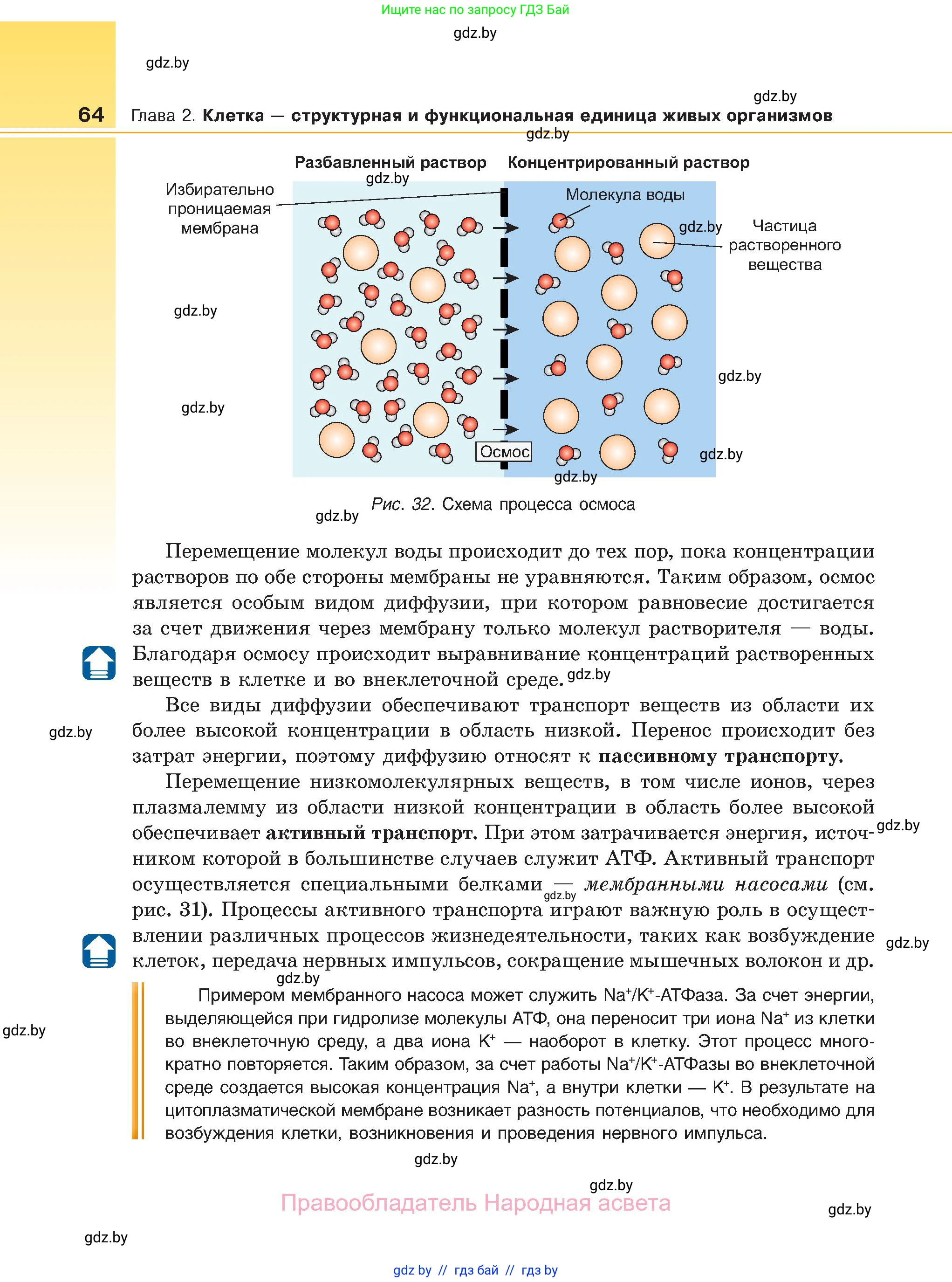 Биология, 11 класс Учебник, авторы: Дашков Максим Леонидович, Песнякевич Александр Георгиевич, Головач Алексей Михайлович, издательство Народная асвета, Минск, 2021, голубого цвета, страница 64