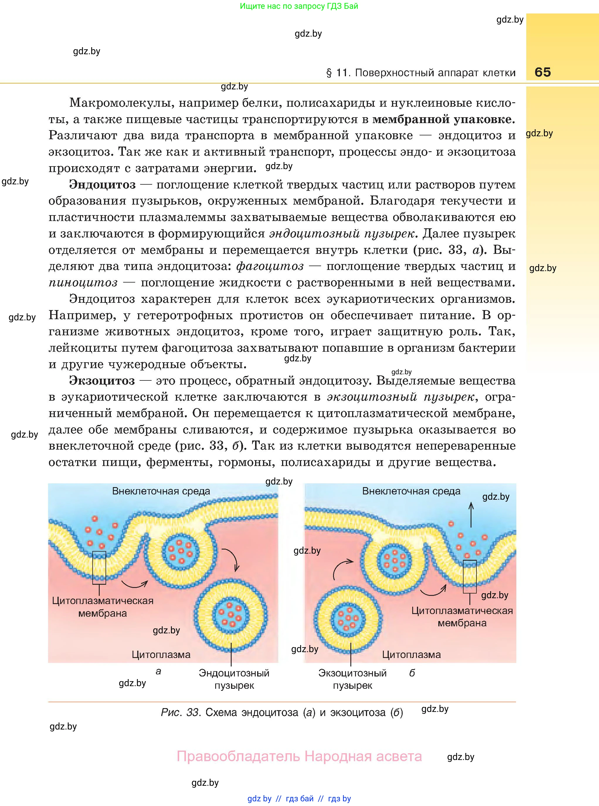 Биология, 11 класс Учебник, авторы: Дашков Максим Леонидович, Песнякевич Александр Георгиевич, Головач Алексей Михайлович, издательство Народная асвета, Минск, 2021, голубого цвета, страница 65