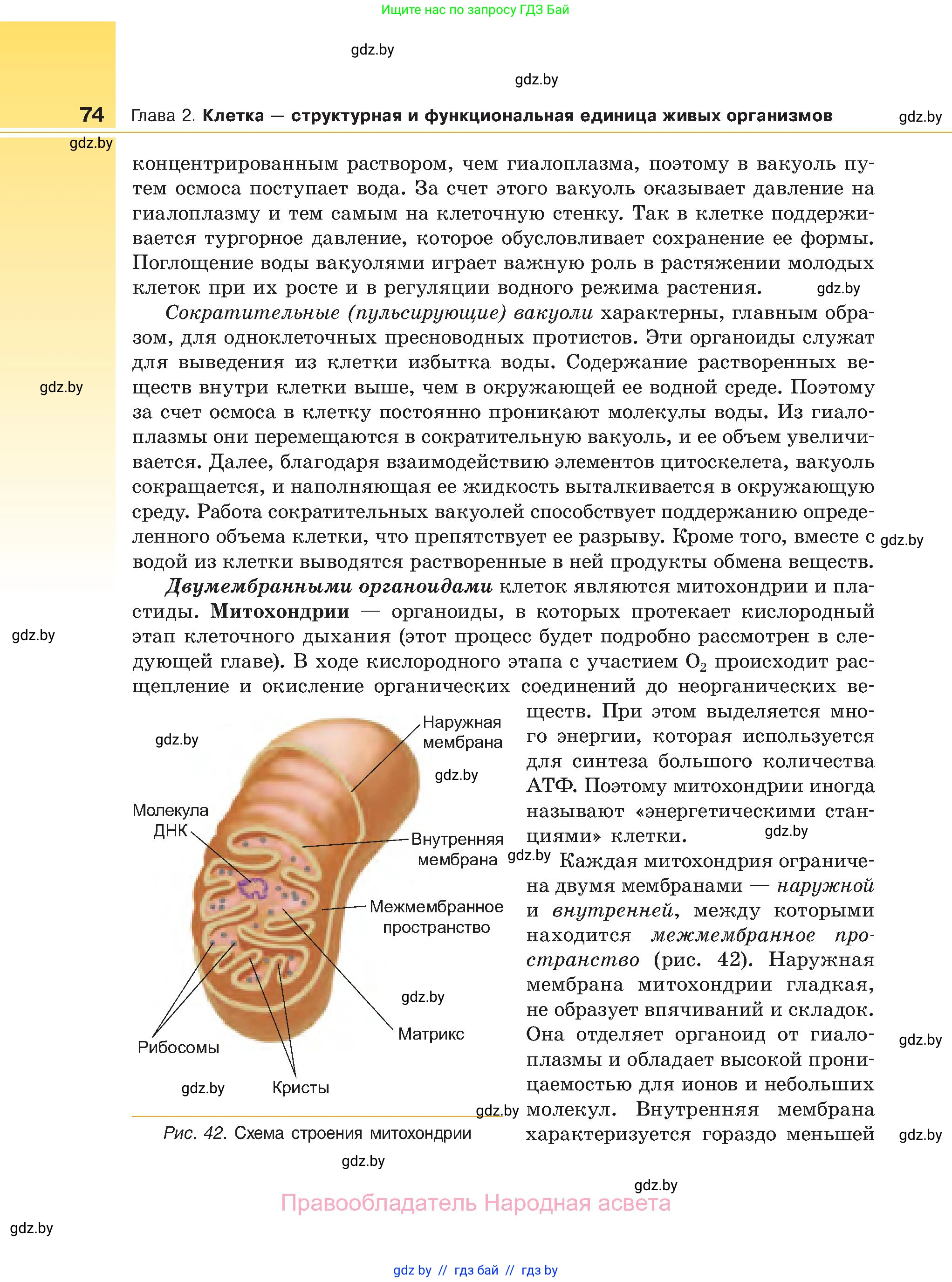 Биология, 11 класс Учебник, авторы: Дашков Максим Леонидович, Песнякевич Александр Георгиевич, Головач Алексей Михайлович, издательство Народная асвета, Минск, 2021, голубого цвета, страница 74