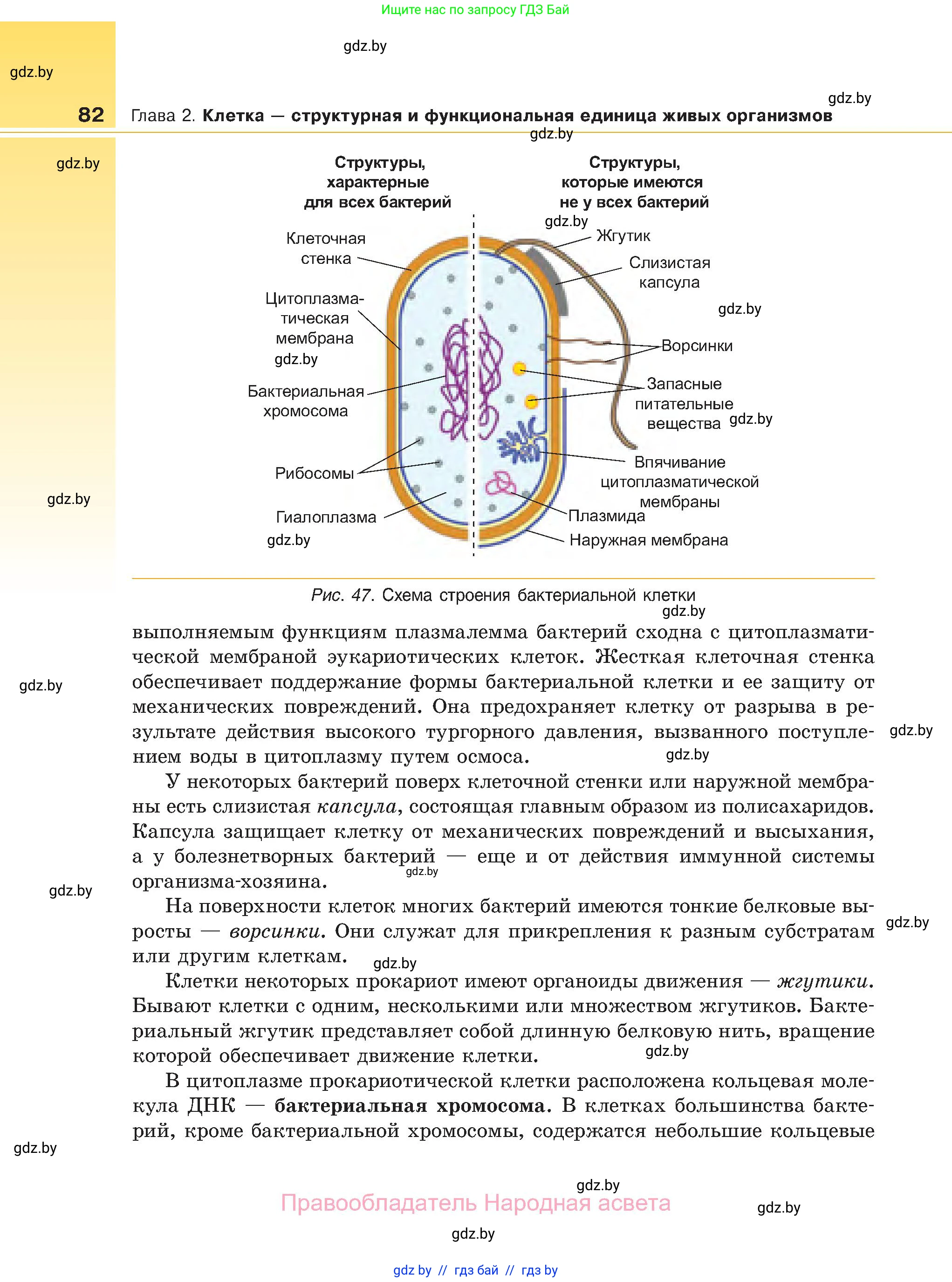 Биология, 11 класс Учебник, авторы: Дашков Максим Леонидович, Песнякевич Александр Георгиевич, Головач Алексей Михайлович, издательство Народная асвета, Минск, 2021, голубого цвета, страница 82