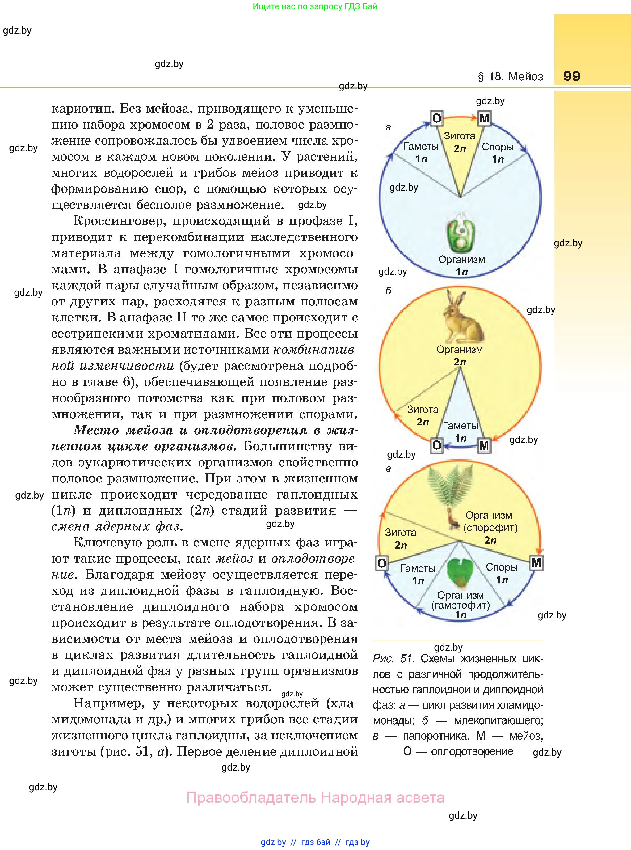 Биология, 11 класс Учебник, авторы: Дашков Максим Леонидович, Песнякевич Александр Георгиевич, Головач Алексей Михайлович, издательство Народная асвета, Минск, 2021, голубого цвета, страница 99