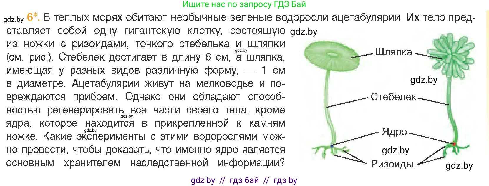 Биология, 11 класс Учебник, авторы: Дашков Максим Леонидович, Песнякевич Александр Георгиевич, Головач Алексей Михайлович, издательство Народная асвета, Минск, 2021, голубого цвета, страница 81, номер 6, Условие