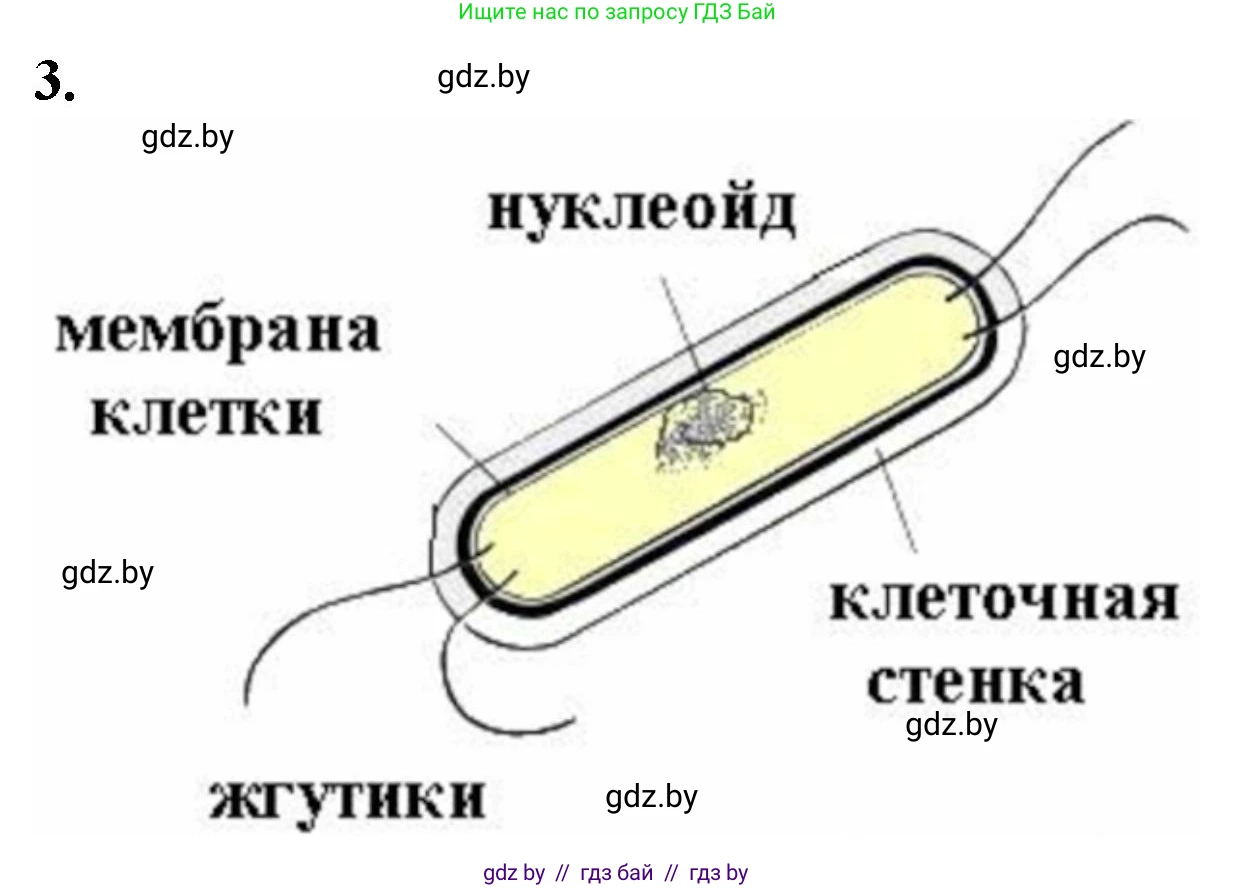 Биология, 11 класс Тетрадь для лабораторных и практических работ, автор: Хруцкая Тамара Викторовна, издательство Аверсэв, Минск, 2021, жёлтого цвета, страница 14, номер 1-3, Решение