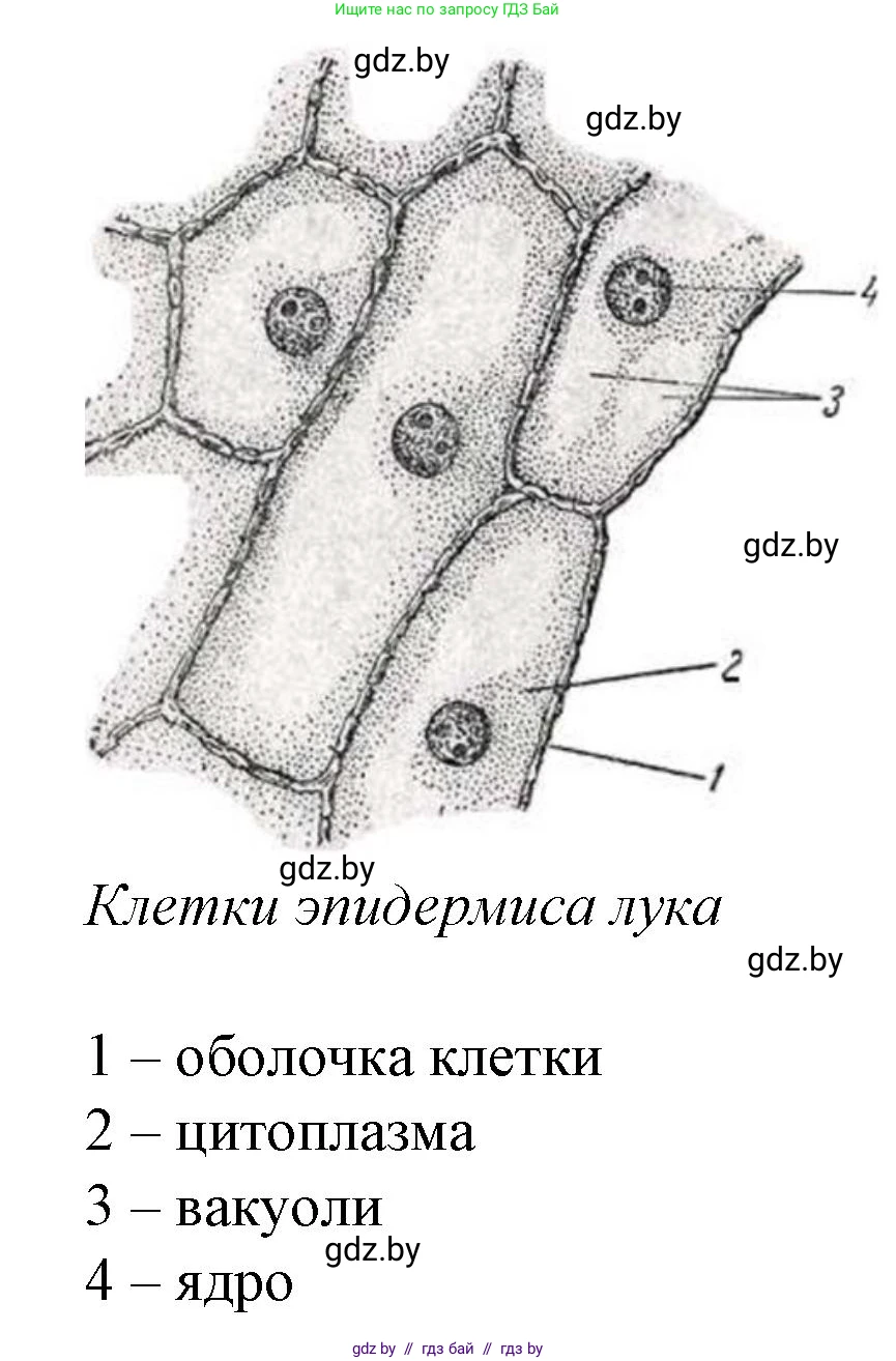 Биология, 11 класс Тетрадь для лабораторных и практических работ, автор: Хруцкая Тамара Викторовна, издательство Аверсэв, Минск, 2021, жёлтого цвета, страница 24, номер 1, Решение