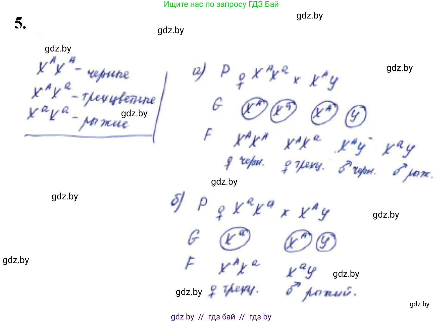 Биология, 11 класс Тетрадь для лабораторных и практических работ, автор: Хруцкая Тамара Викторовна, издательство Аверсэв, Минск, 2021, жёлтого цвета, страница 73, номер 5, Решение