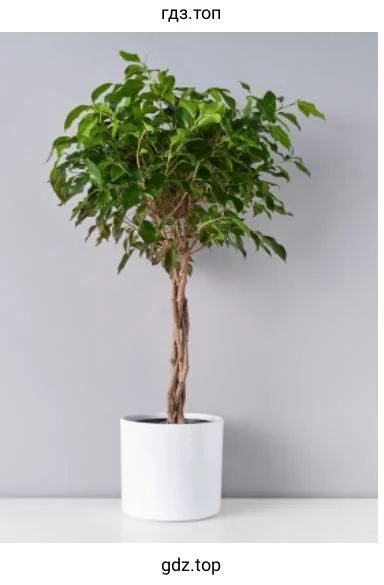 Комнатное растение, фикус Бенджамина