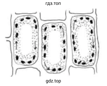 направление движения цитоплазмы.