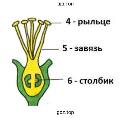 Строение пестика