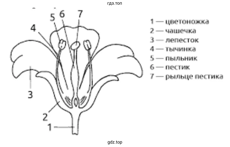 части цветка и их название.