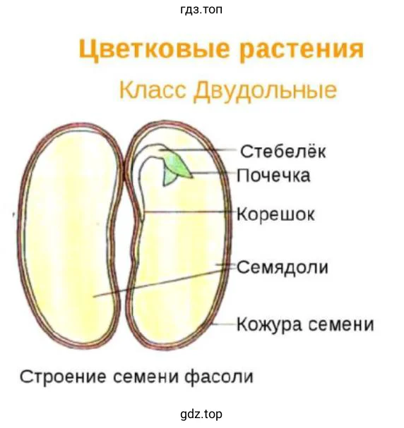 Строение семени фасоли