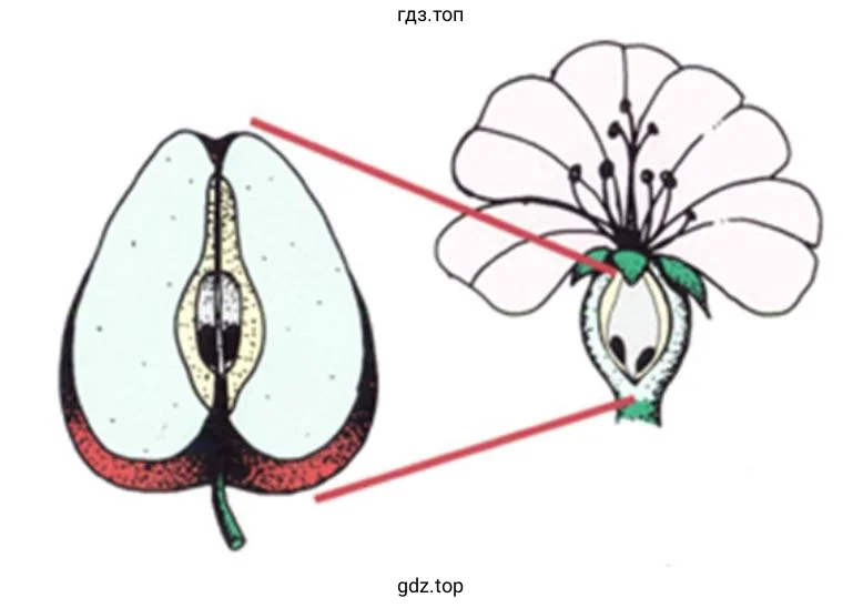Строение яблока и семян