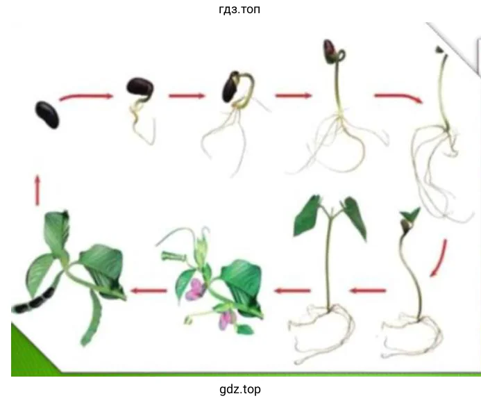 "Развитие растений