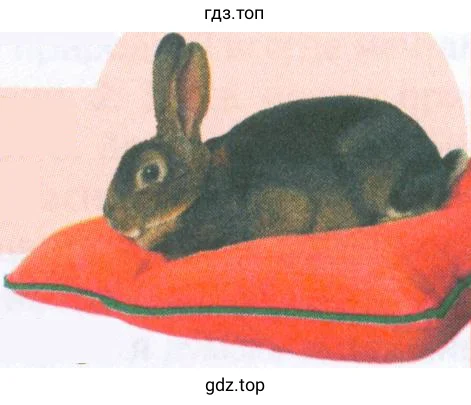 Рисунок. Pets For You