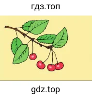 4 вишни на ветке