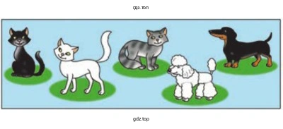 Животные: котики и собачки