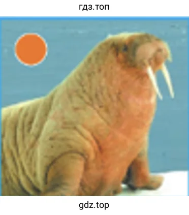 Животные холодных районов