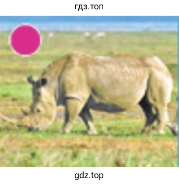 Животные жарких районов